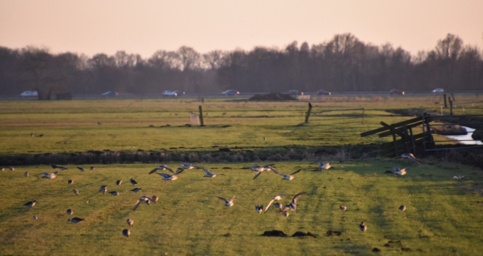 Wegvliegende kemphanen - Vogels - 