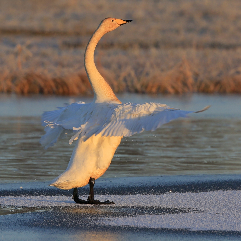 Whoopie ! - Vogels - Wilde Zwaan