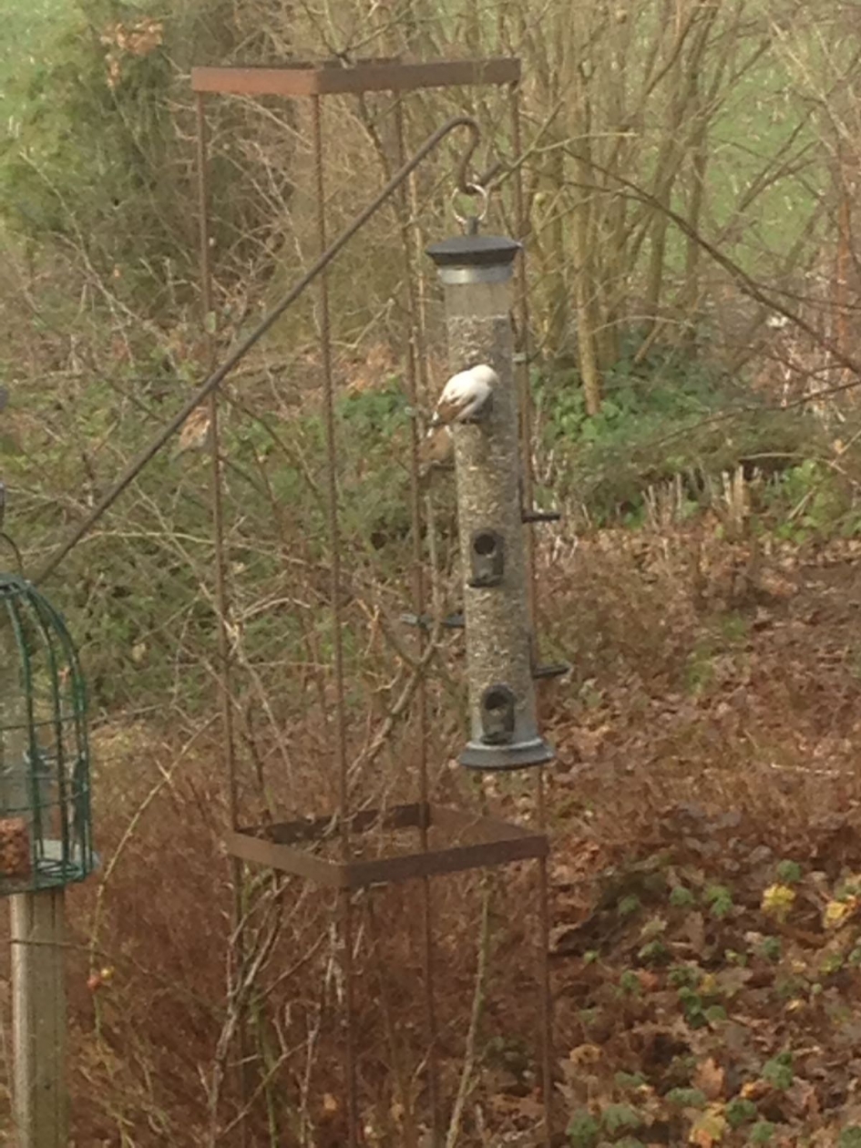 Wie kent dit witte vogeltje? - Vogels - 