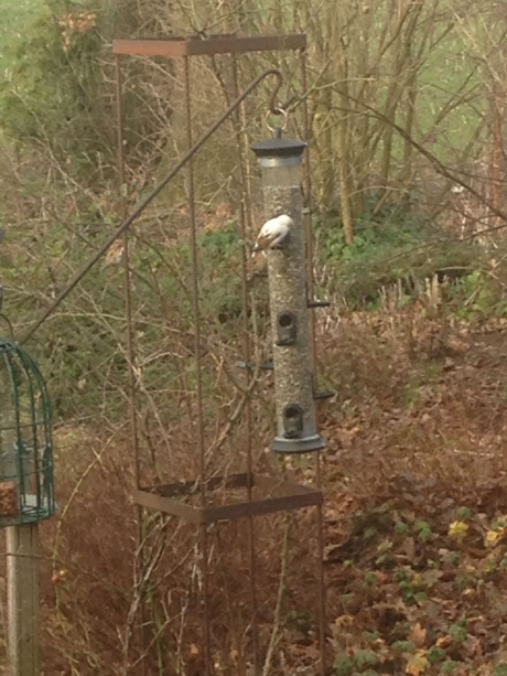 Wie kent dit witte vogeltje?