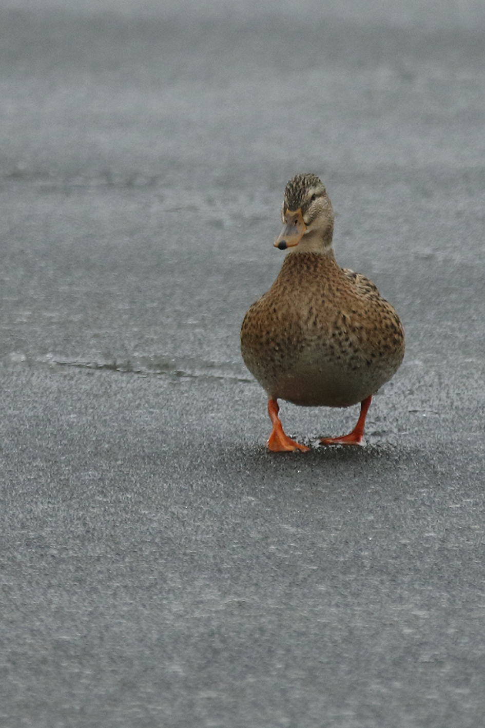 wilde eend -v- - Vogels - 