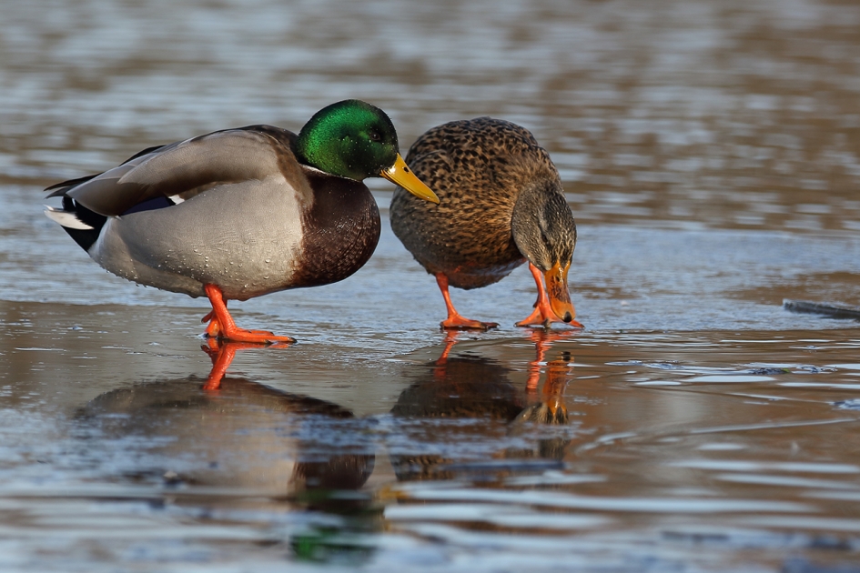 wilde eenden koppeltje - Vogels - 
