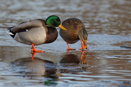 wilde eenden koppeltje