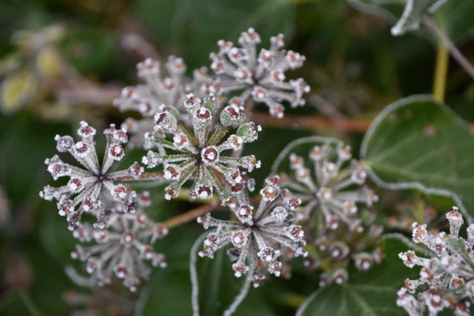 Winter - Planten - 
