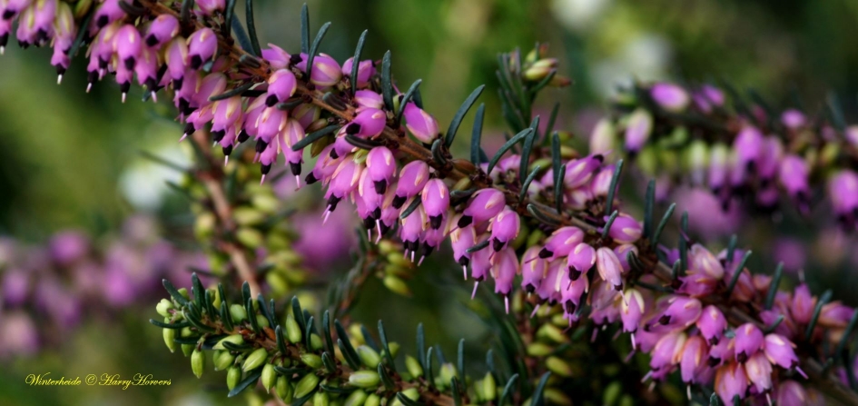 winterheide - Planten - 