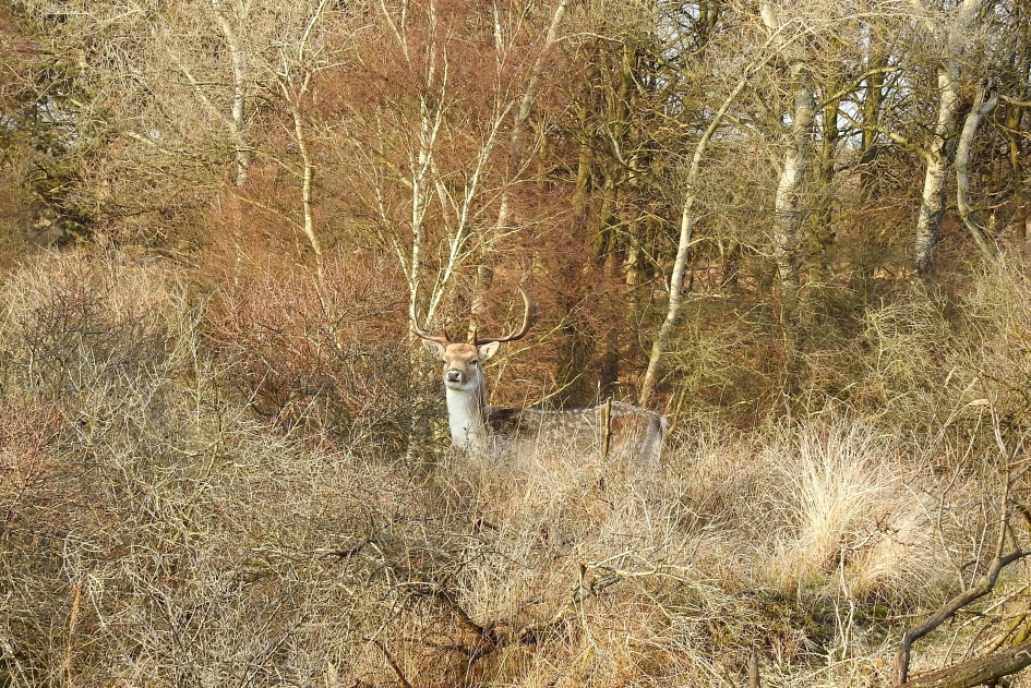Winterkleuren in het duin - Zoogdieren - Damhert
