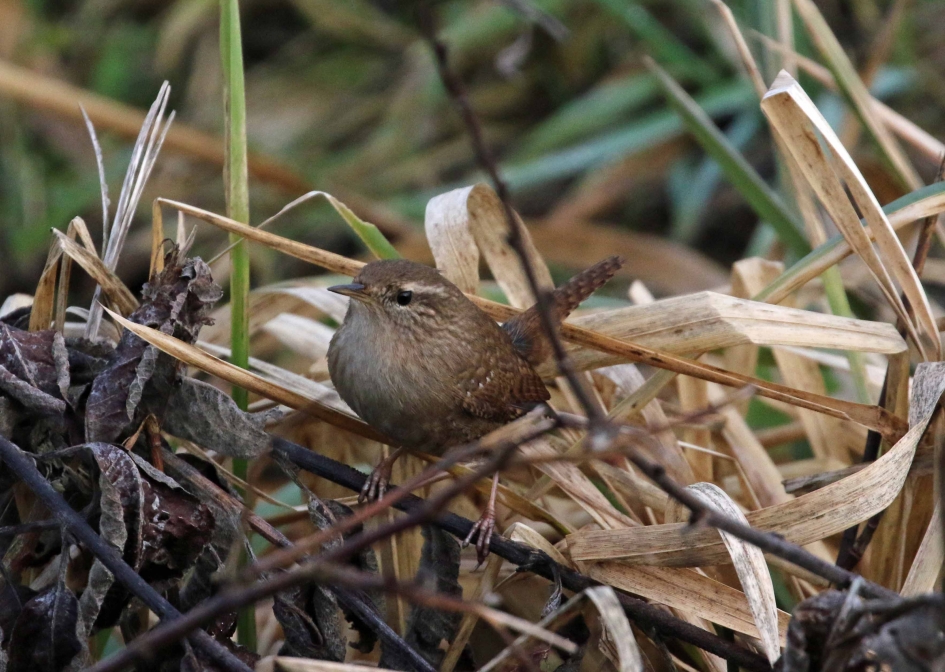 Winterkoninkje - Vogels - 