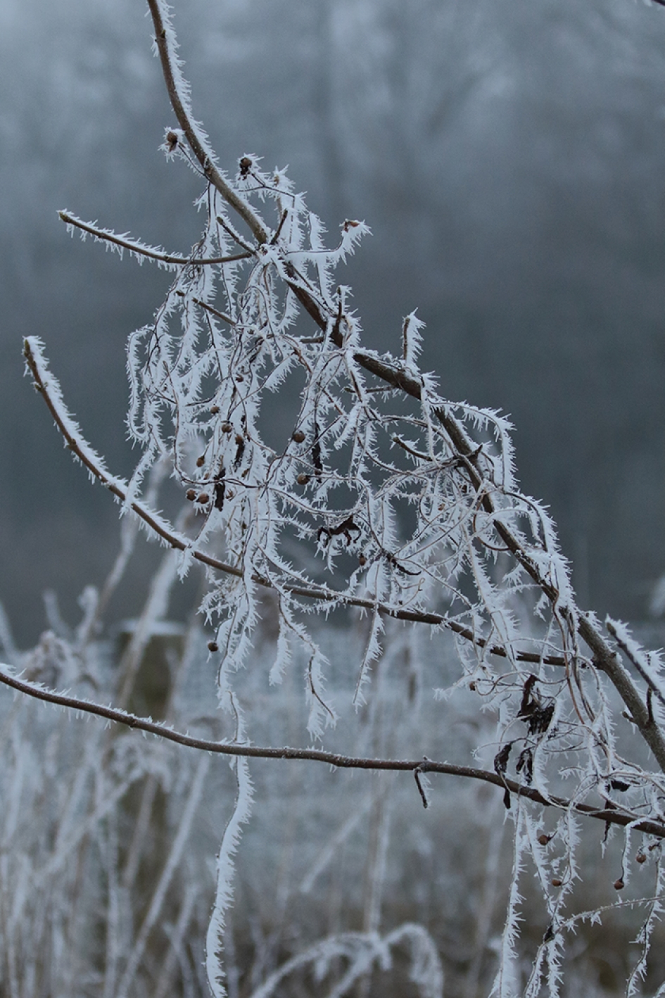 winterpracht - Planten - 