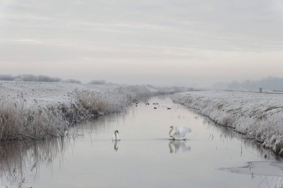 Winters zwanenballet. - Vogels - Zwaan