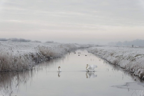 Winters zwanenballet.