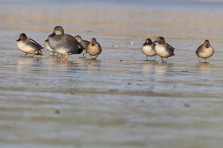 wintertalingen - Vogels - 