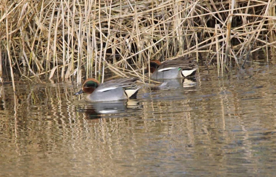 Wintertalingen - Vogels - Wintertaling