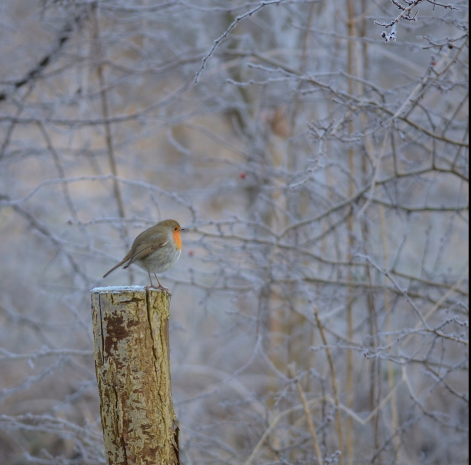 Winterwonderland - Vogels - Roodborst