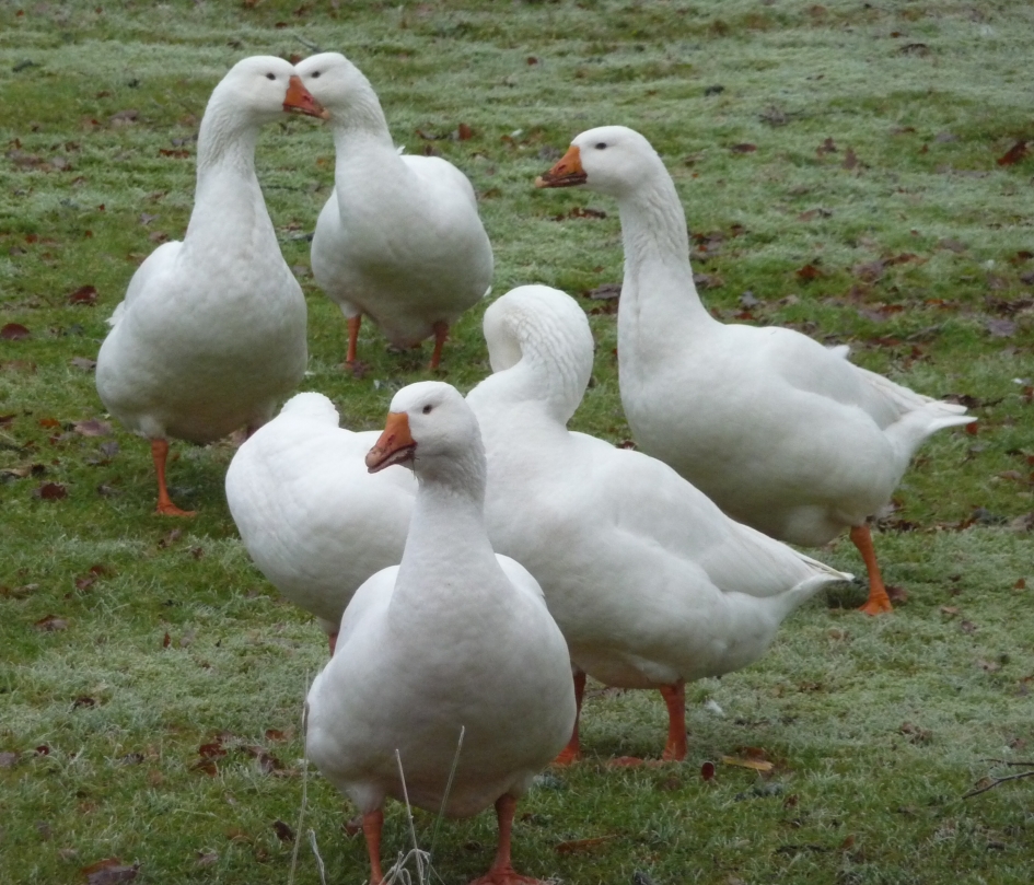 Witte ganzen - Vogels - 