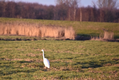 Witte reiger