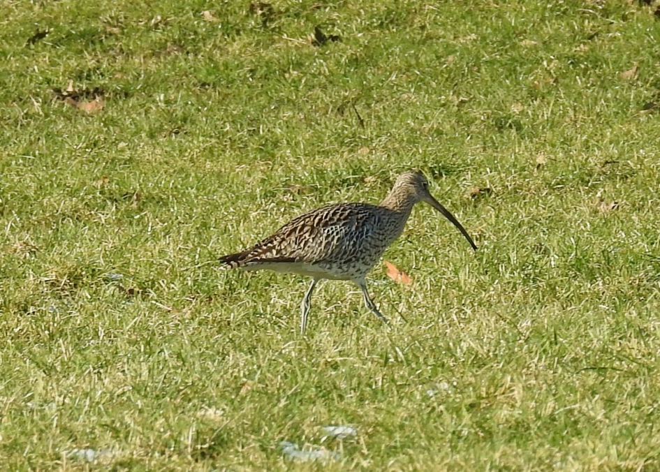 Wulpen zijn er nog steeds ondanks de vorst - Vogels - Wulp