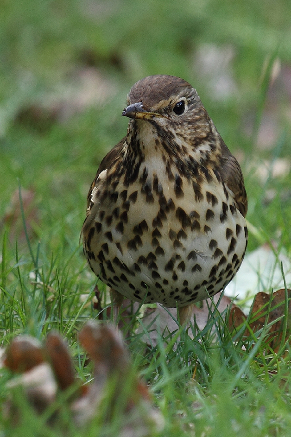 zanglijster - Vogels - 