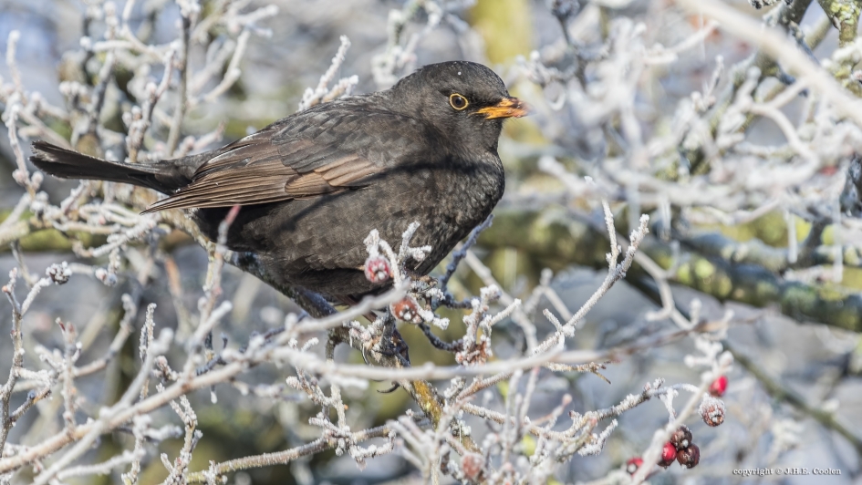 Zijn rijp - Vogels - Merel