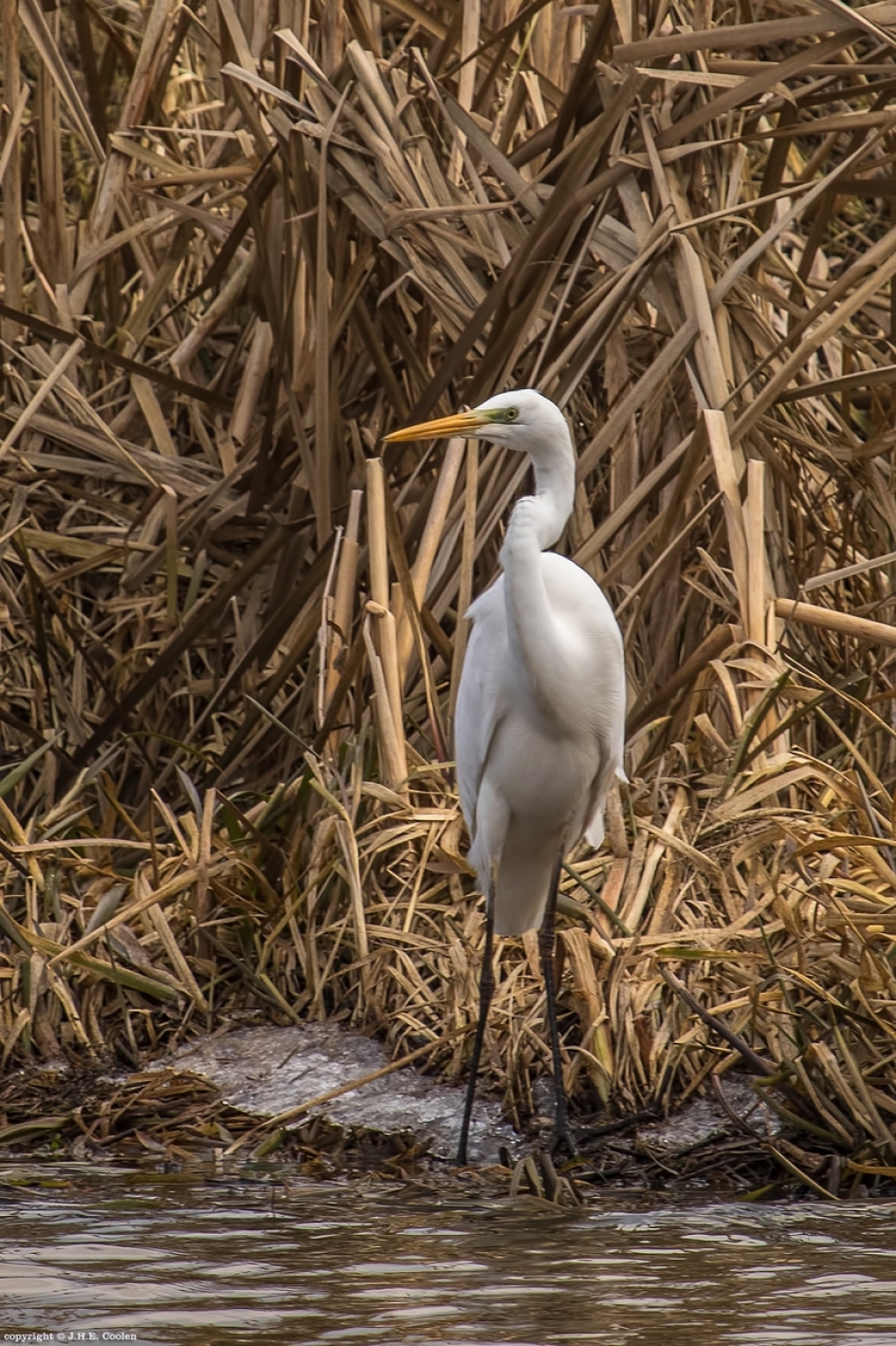 Zilver - Vogels - Grote zilverreiger