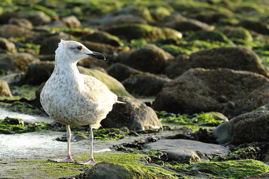 zilvermeeuw - 2de kalenderjaar- - Vogels - 