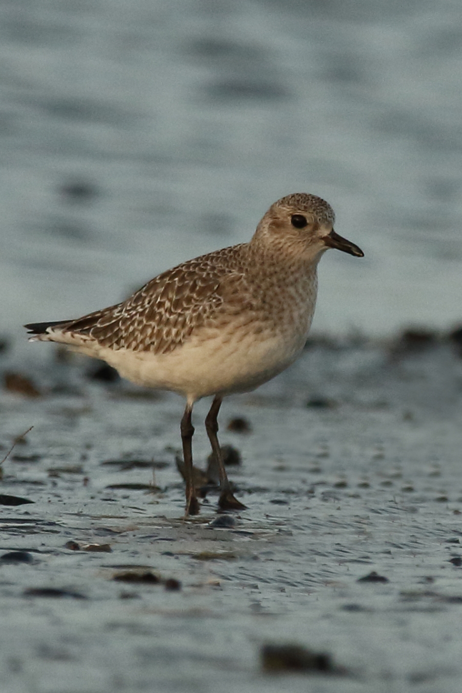 zilverplevier - Vogels - 