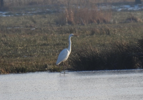 Zilverreiger op het ijs.