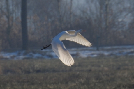 Zilverreiger op weg naar open water tussen het ijs.