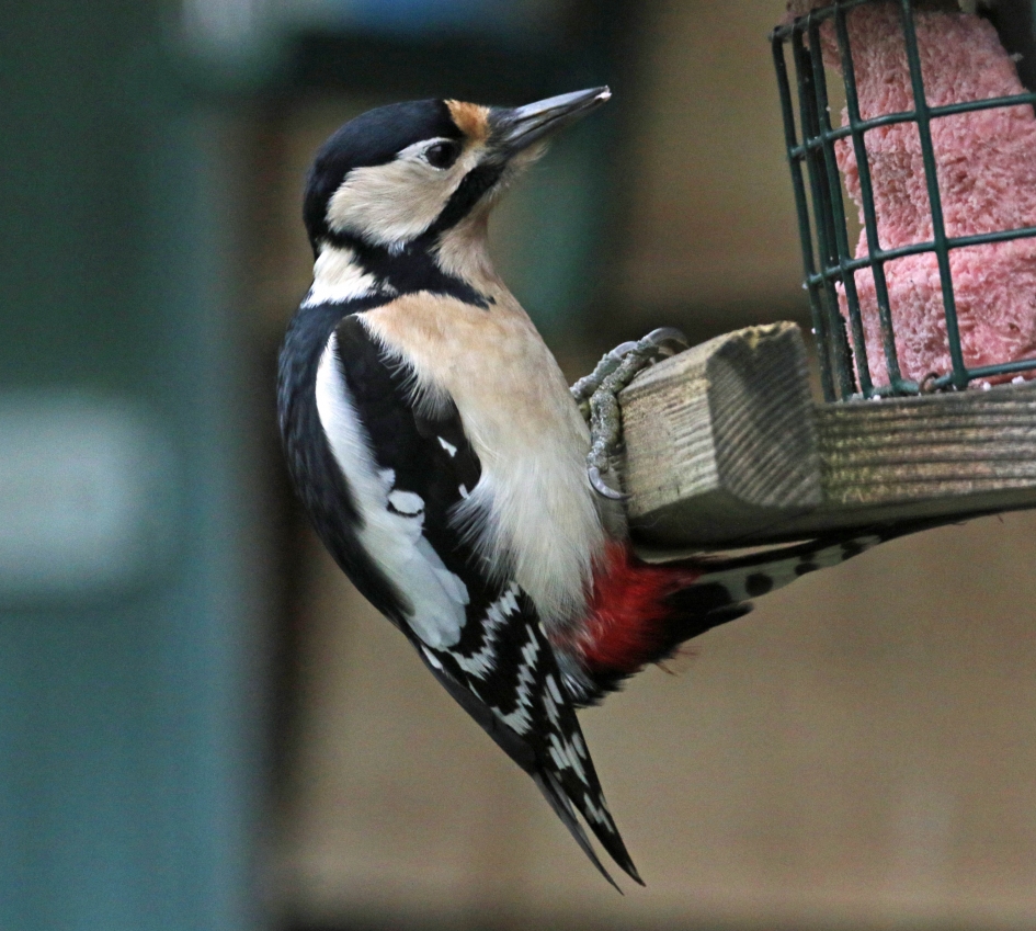 Zo handig... - Vogels - 