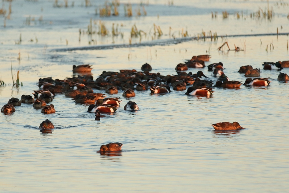 zoekplaatje........kuifeend -v- - Vogels - 