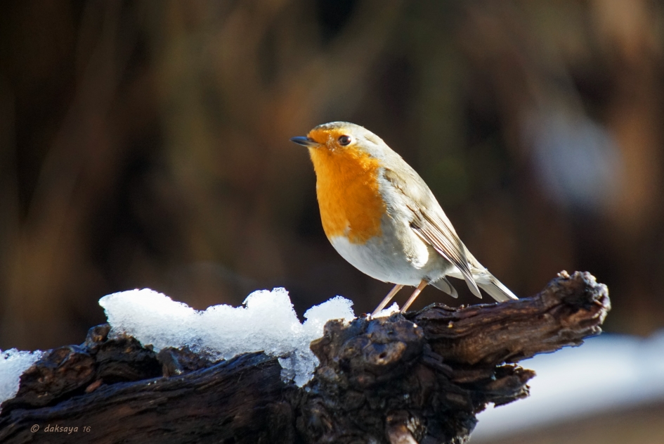 Zon en sneeuw - Vogels - Roodborst