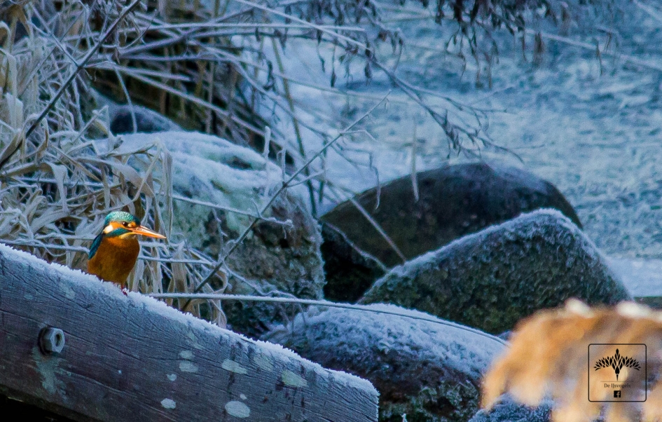 Zonnige ijsvogel - Vogels - IJvogel