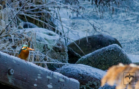 Zonnige ijsvogel