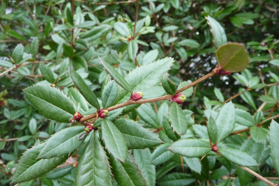 Zuurbes... - Planten - 