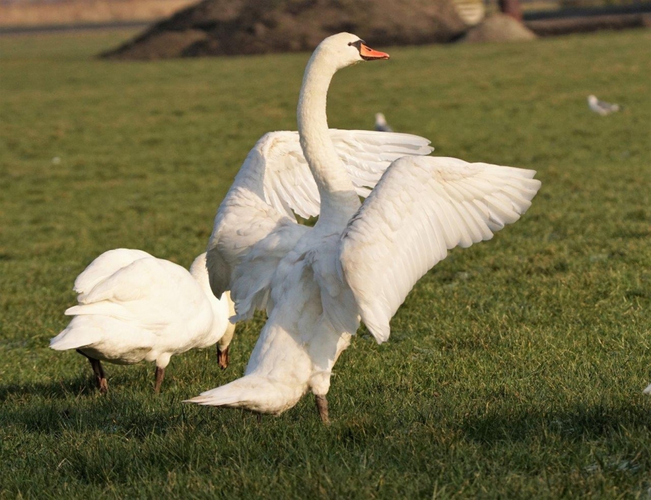 Zwaan - Vogels - zwaan
