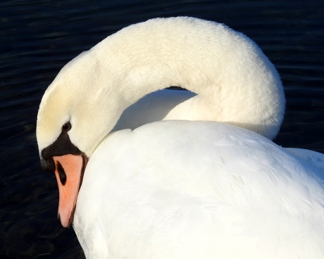Zwaan, wat ben je mooi!