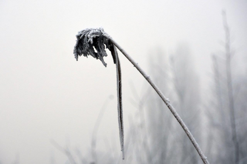 Zwaar van de rijp - Planten - 