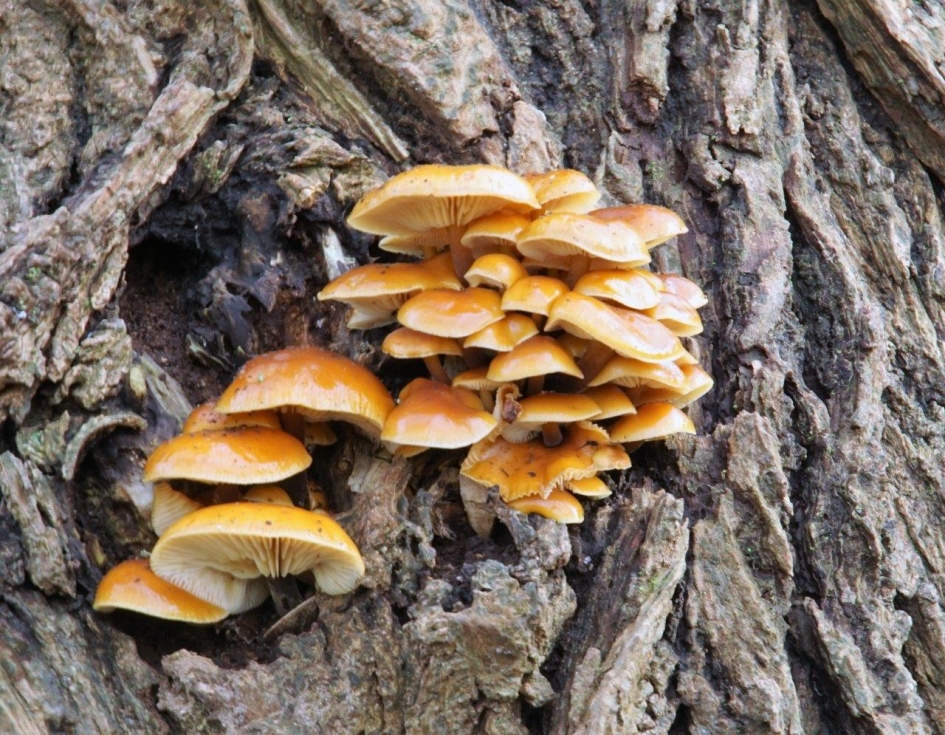 Fluweel pootje - Vogels - Zwam