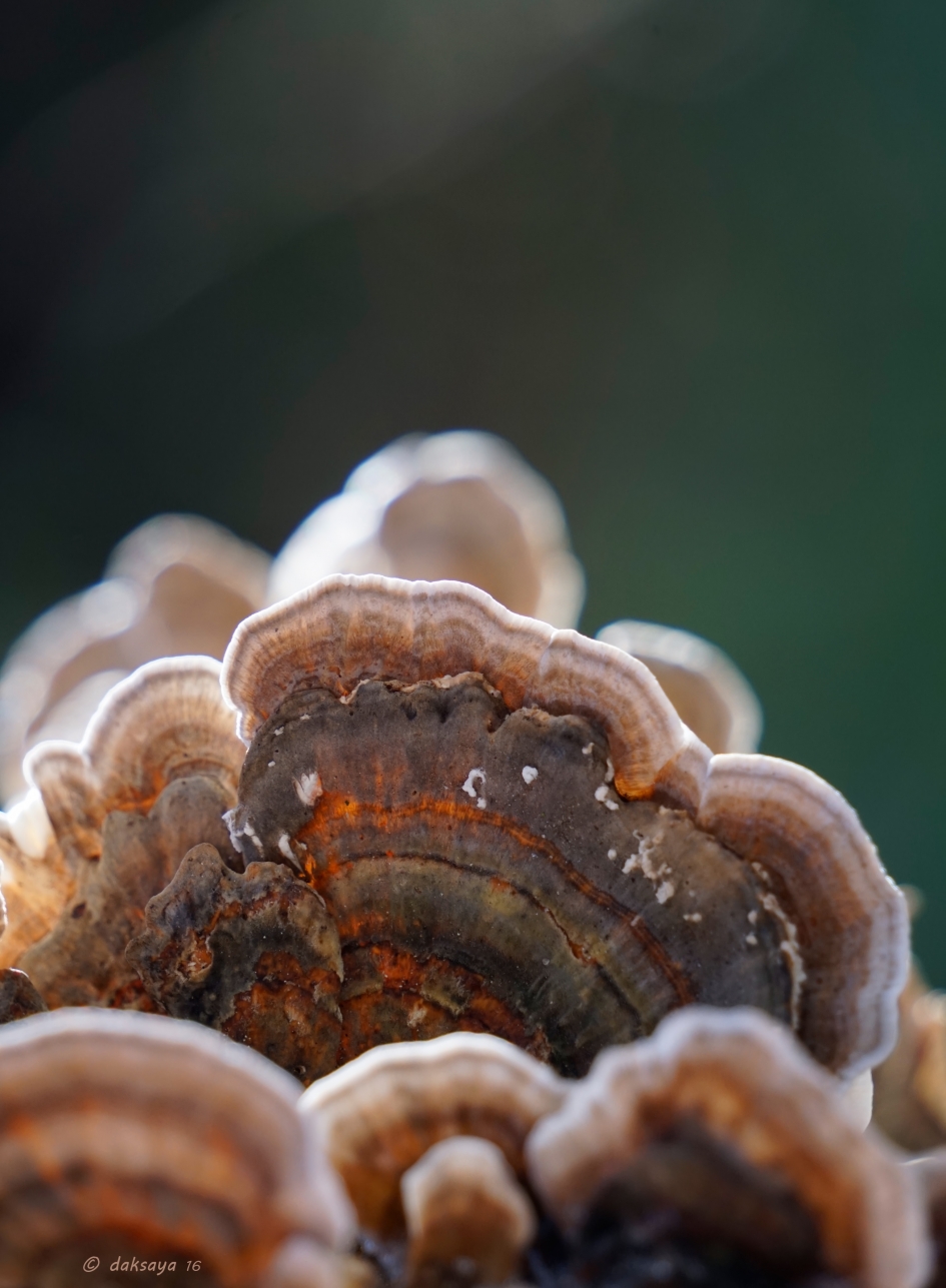 Zwammen in eigen tuin - Schimmels - 