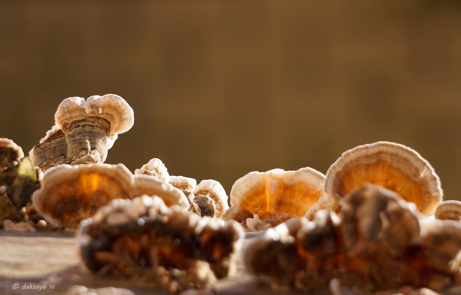 Zwammen in eigen tuin - Schimmels - 