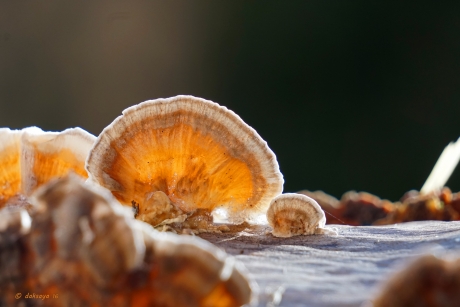 Zwammen in eigen tuin