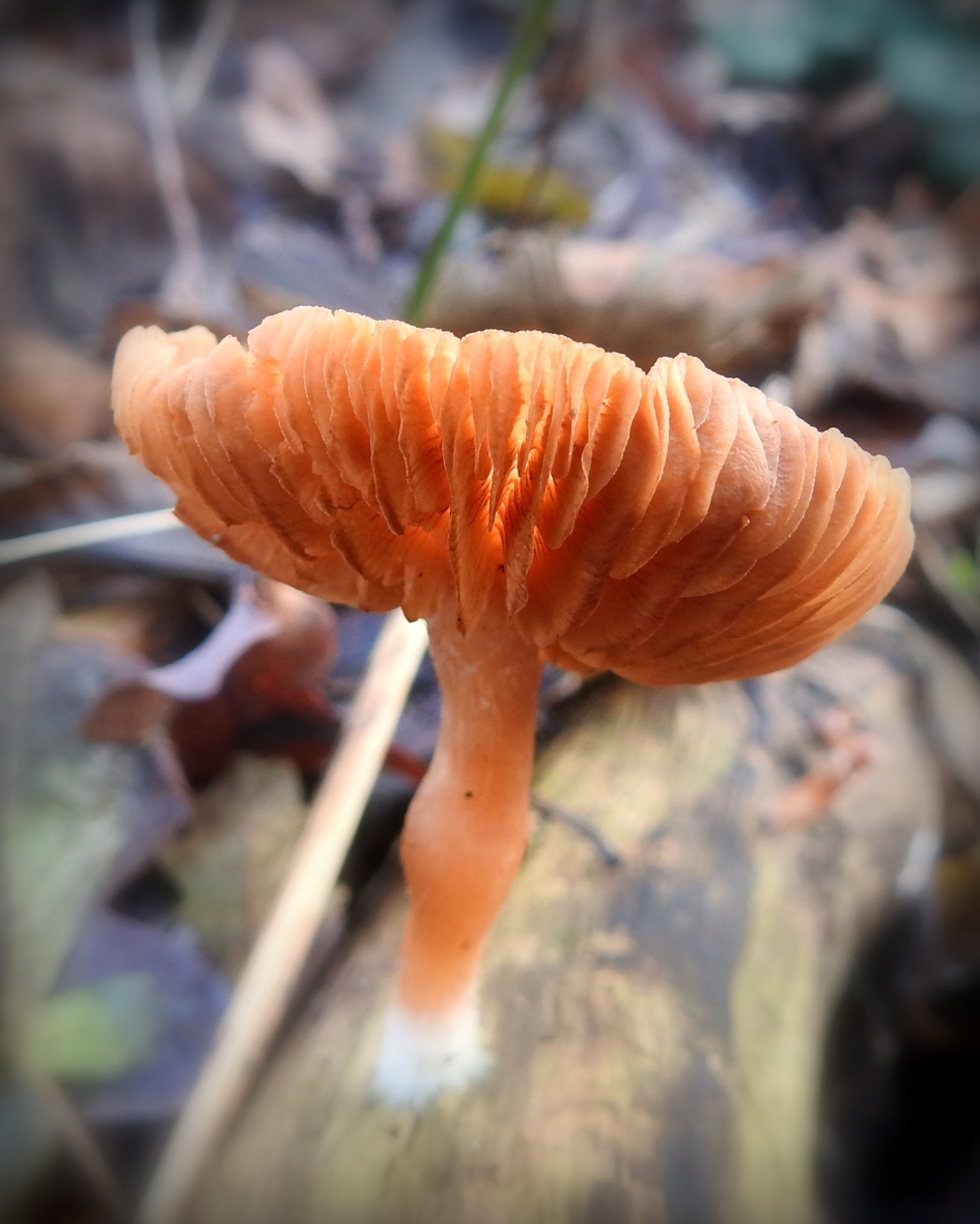 Zwammetje - Schimmels - 