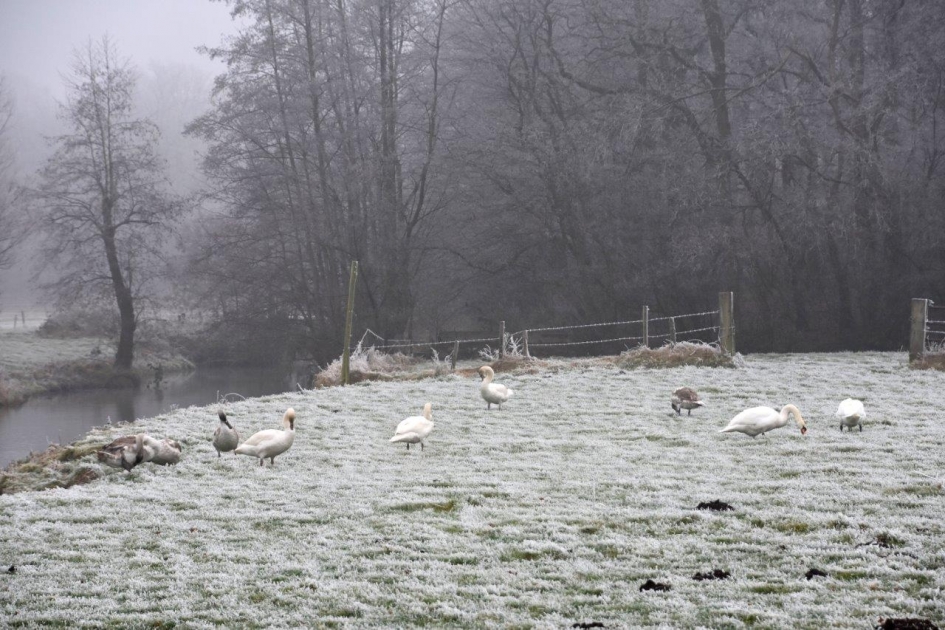 Zwanenfamilie - Vogels - 