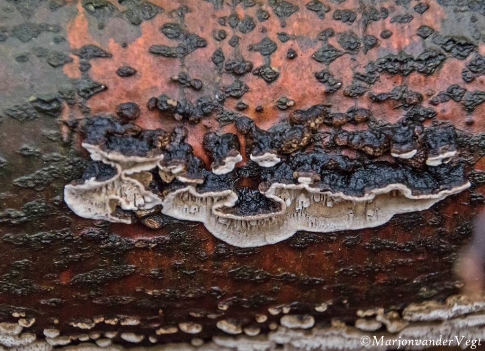 Zwart - Schimmels - paddenstoel