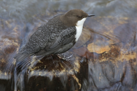 Zwartbuik Waterspreeuw