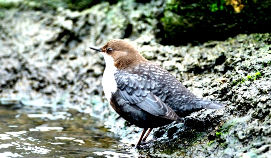 Zwartbuikwaterspreeuw. - Vogels - Zwartbuikwaterspreeuw