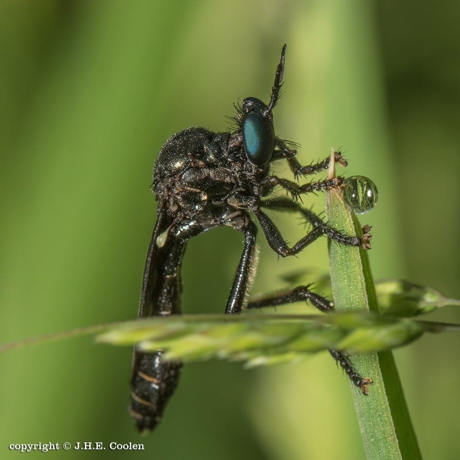 Zwarte bladjager - Geleedpotigen - Zwarte bladjager