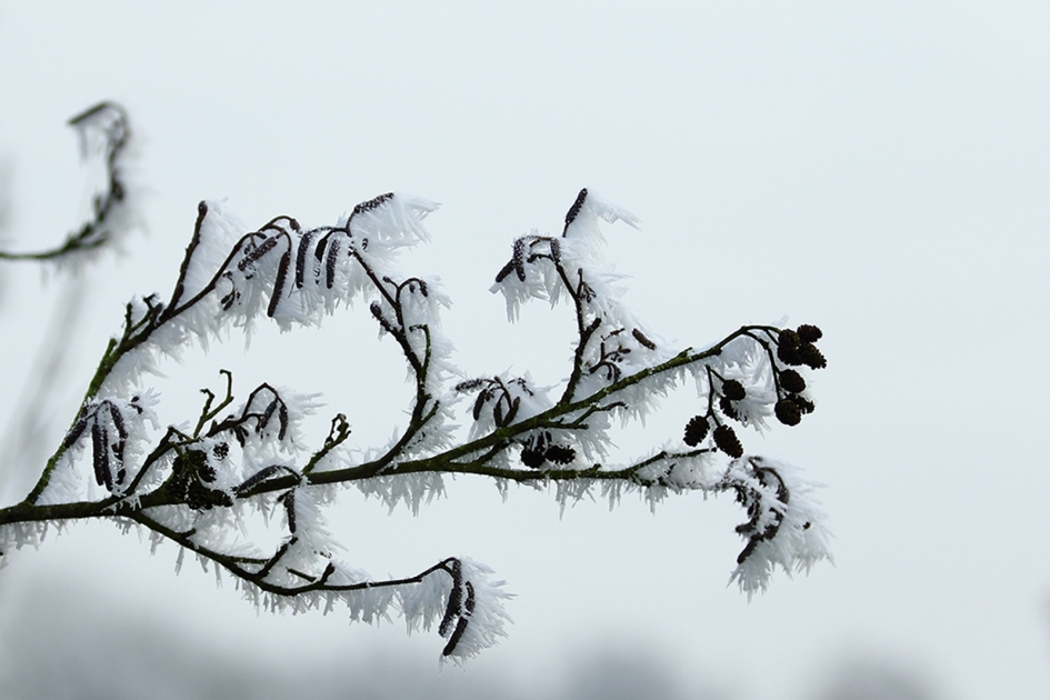 zwarte els - Planten - 