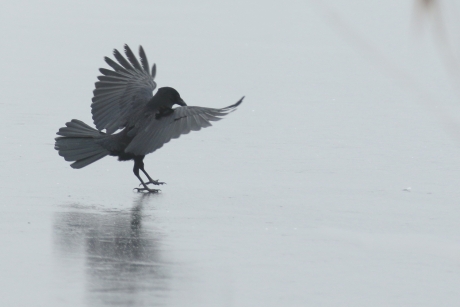 zwarte kraai op het ijs