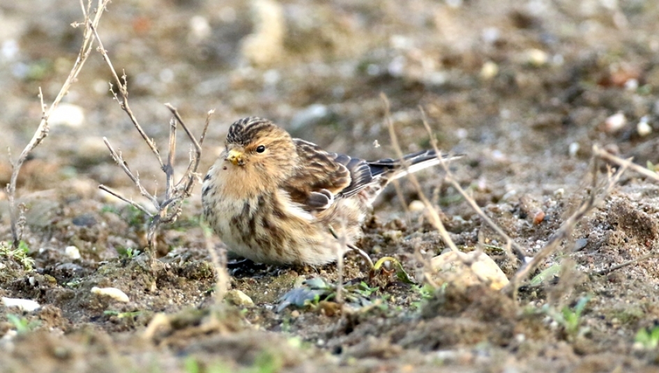 Zwerm Fraters. - Vogels - Fraters