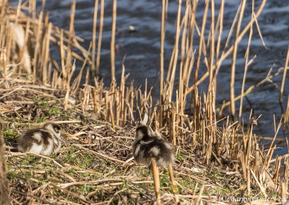 2 dotjes - Vogels - Nijlganzen